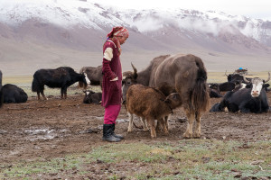 Yak_Tajikistan