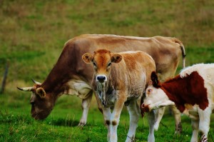 Allgäu Ruminant Dairy Cattle Cows Cute Cow