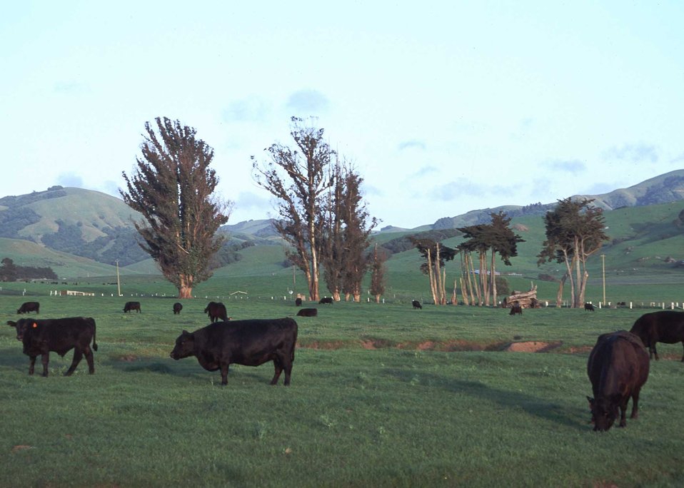 Cows Sonoma